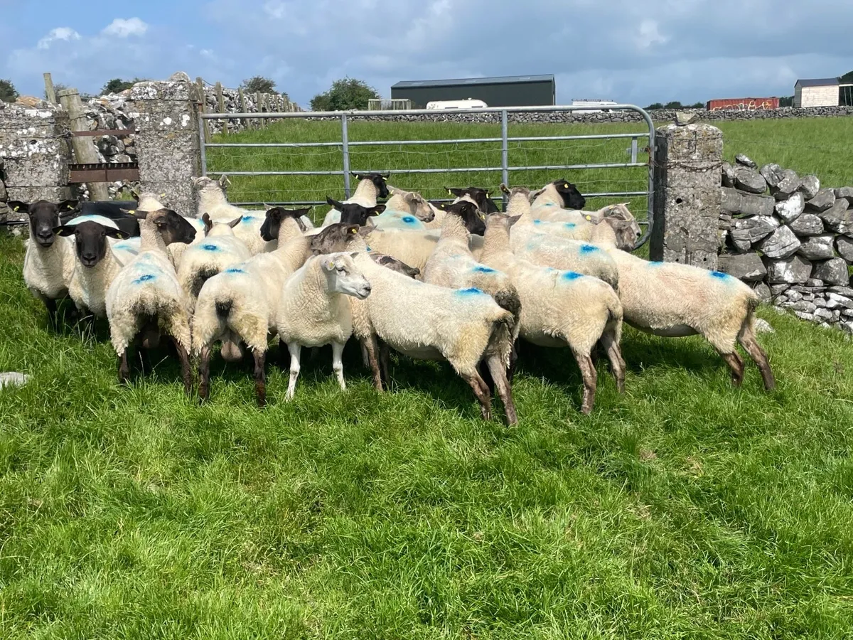 3rd/4th crop Ewes - Image 3