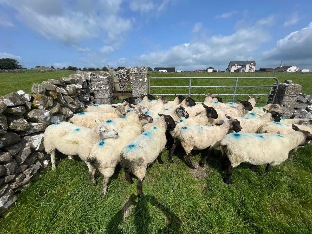 3rd/4th crop Ewes - Image 1
