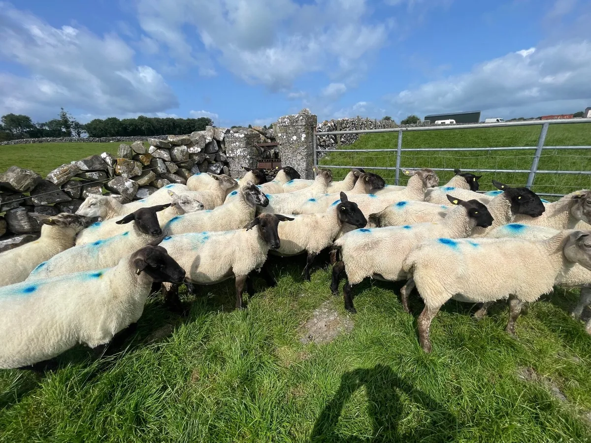 3rd/4th crop Ewes - Image 4