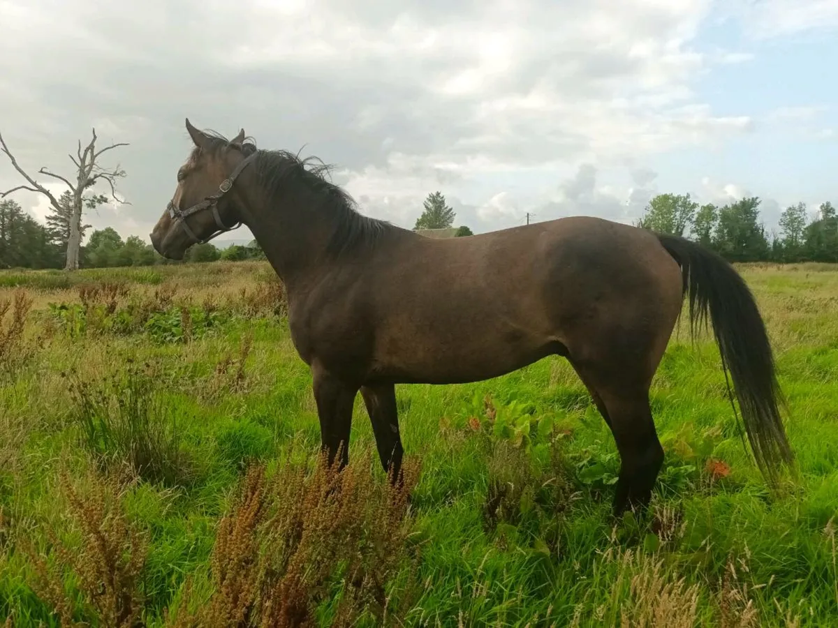 3 yo Chacfly PS Gedling for Sale - Image 4
