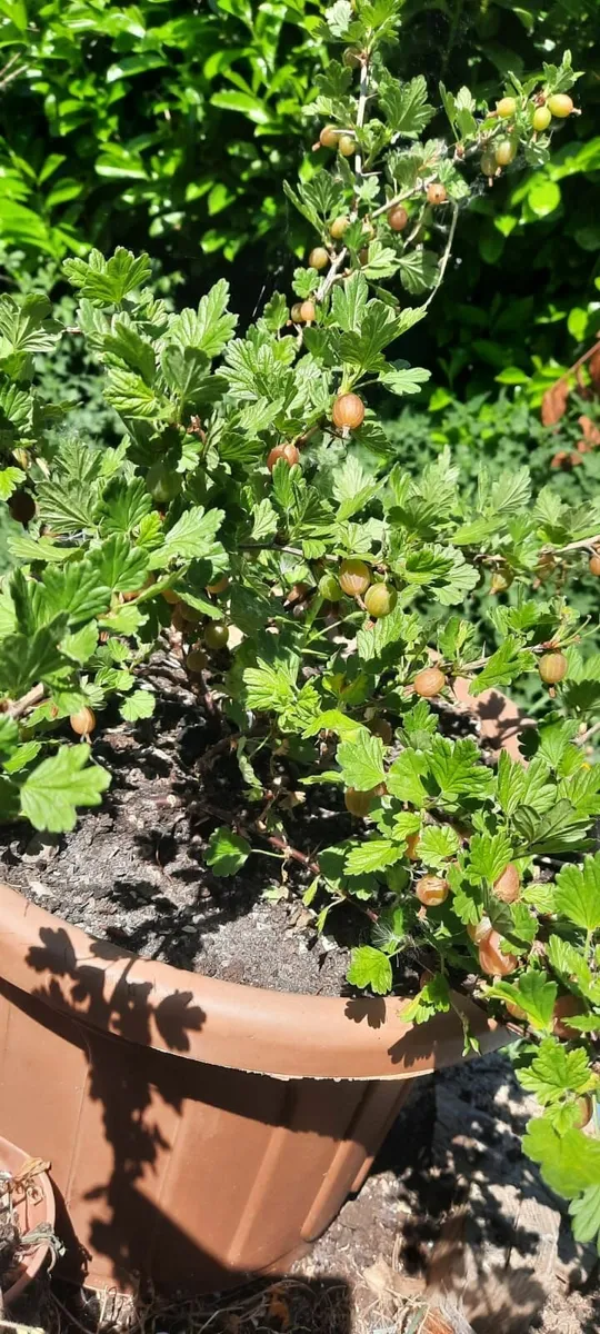 Gooseberries - Image 1