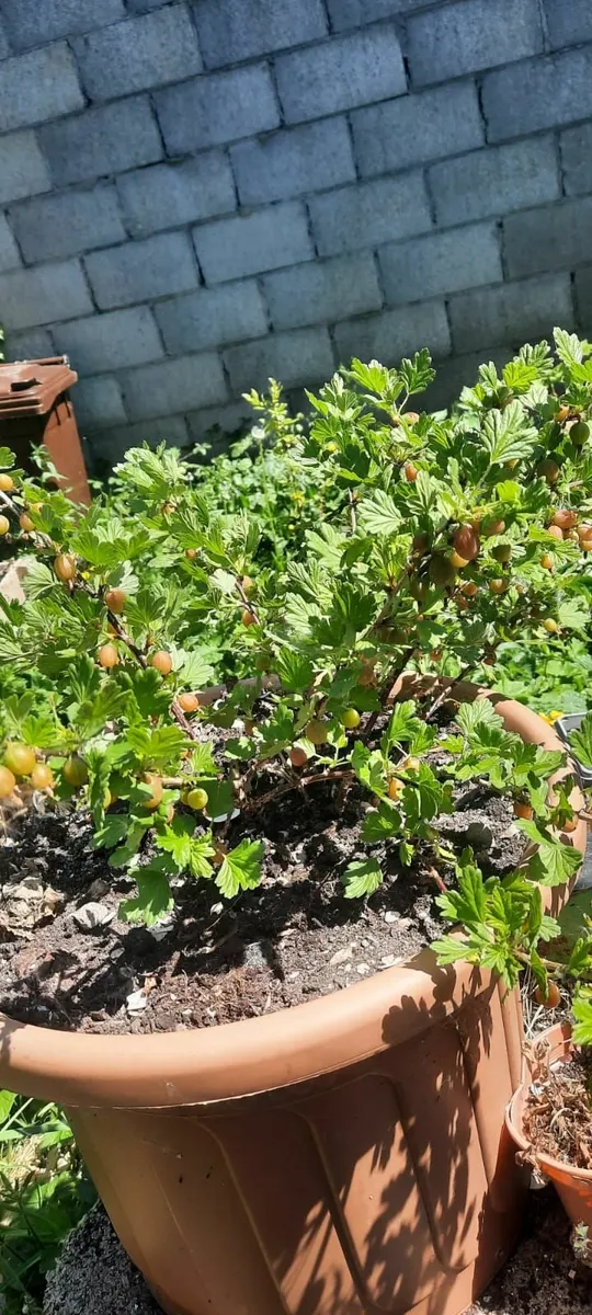 Gooseberries - Image 2