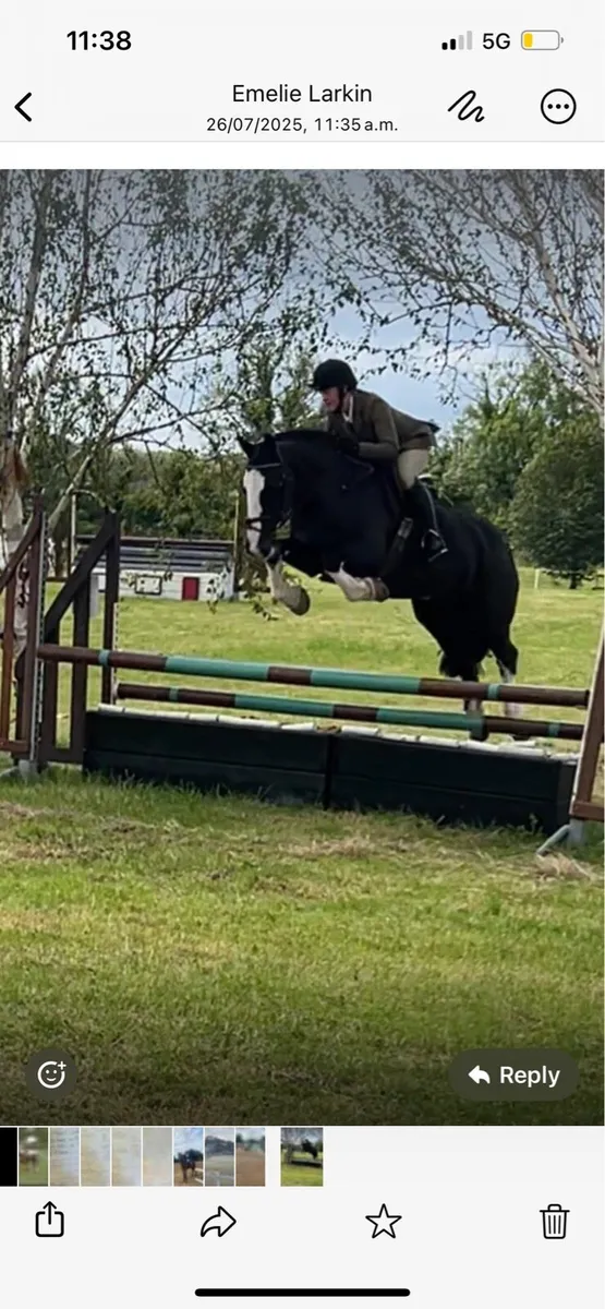 Irish cob - Image 1