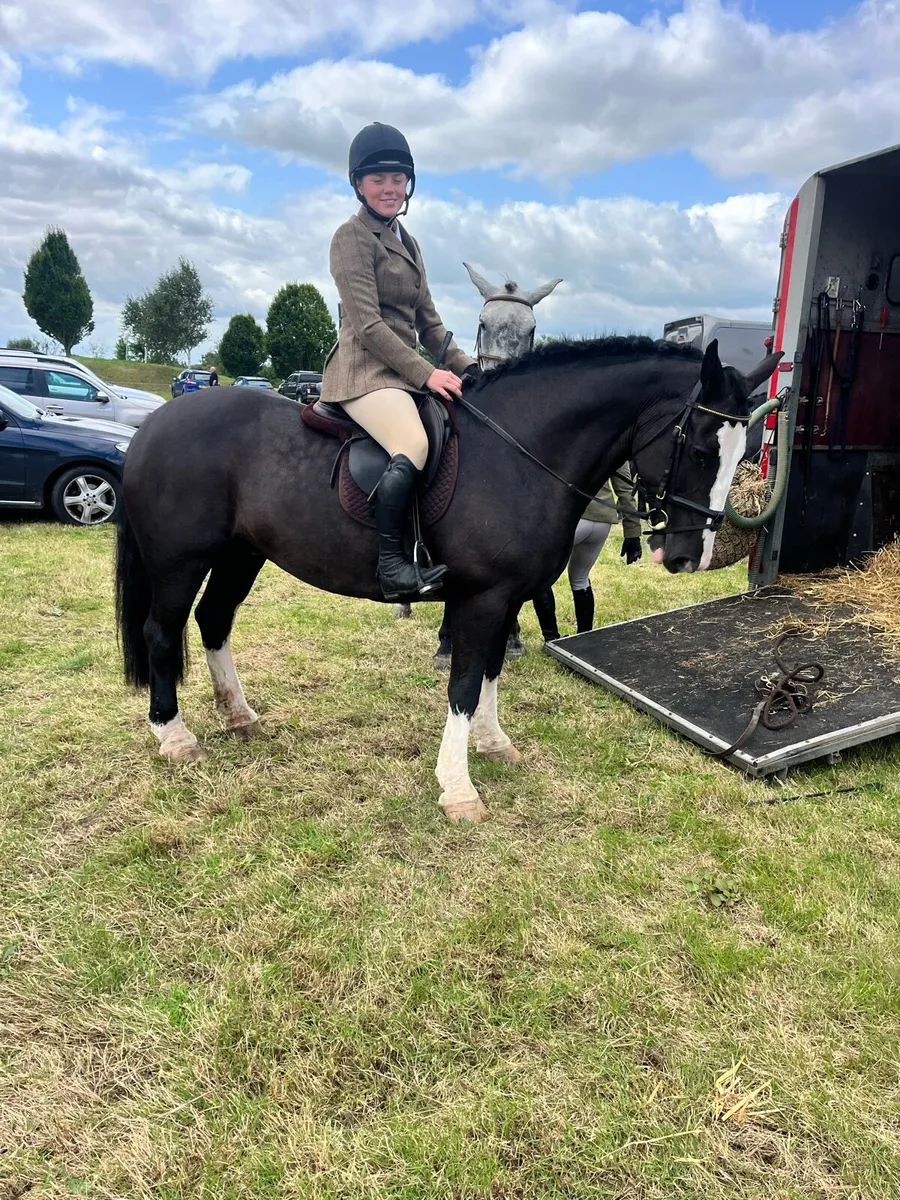Irish cob - Image 2