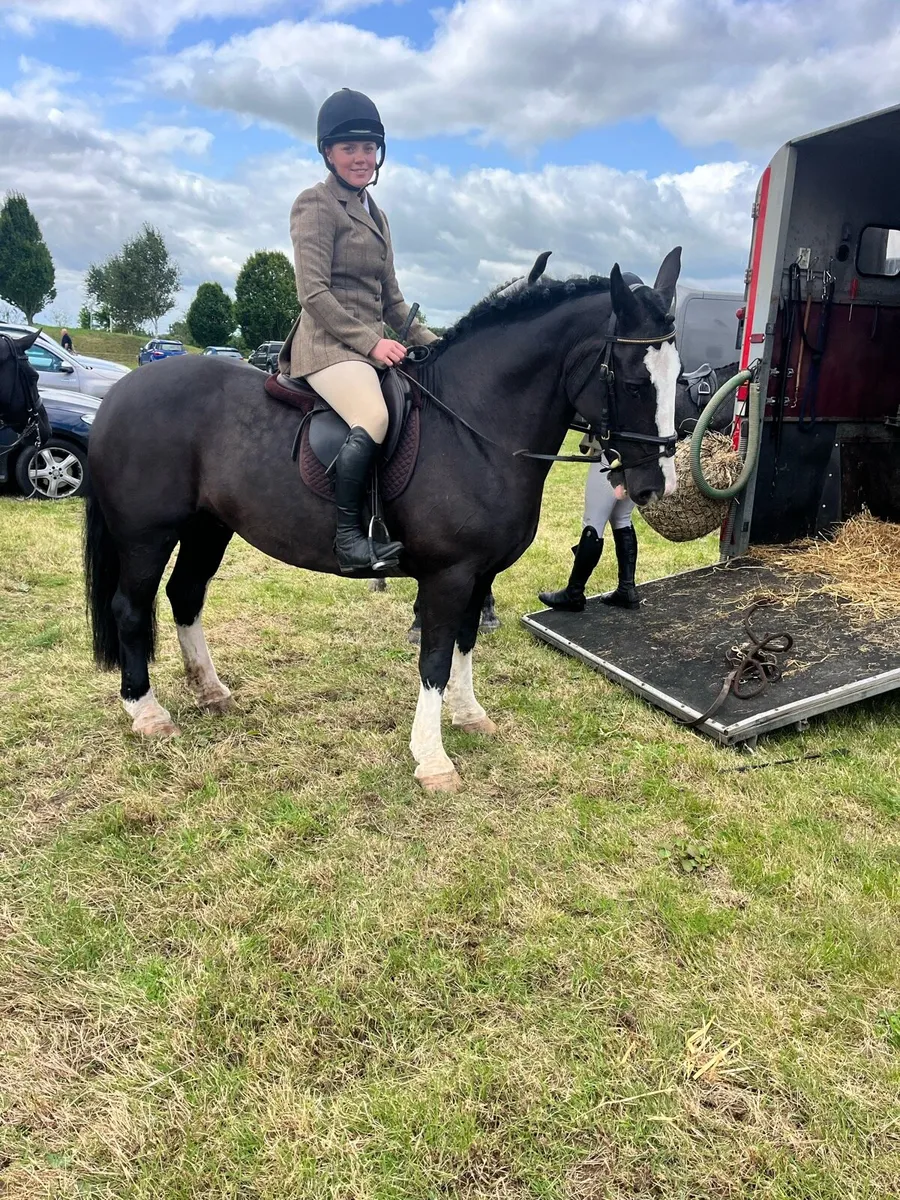 Irish cob - Image 3