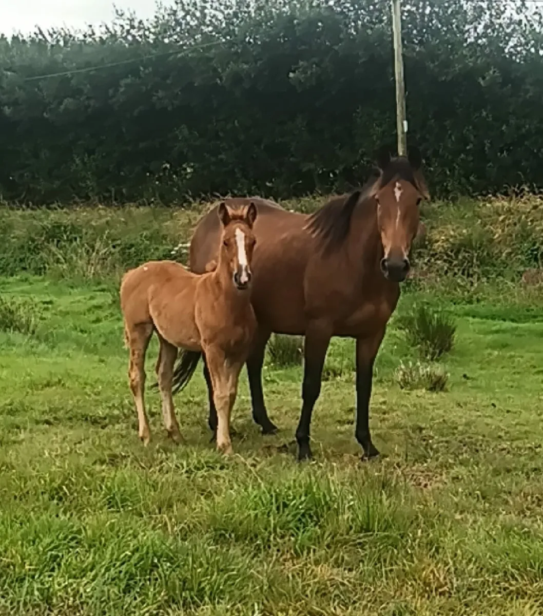 Mare and Foal - Image 1