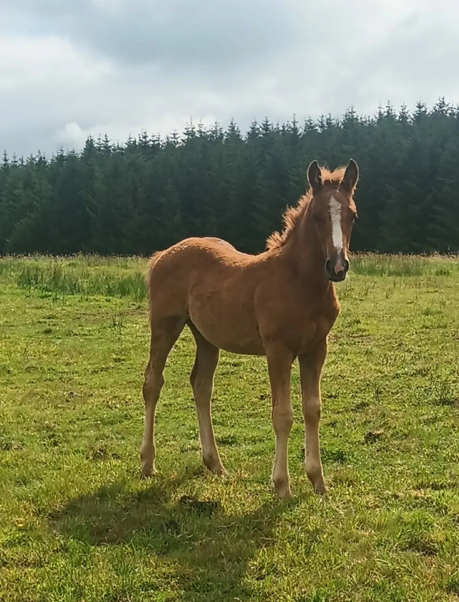 Mare and Foal - Image 2