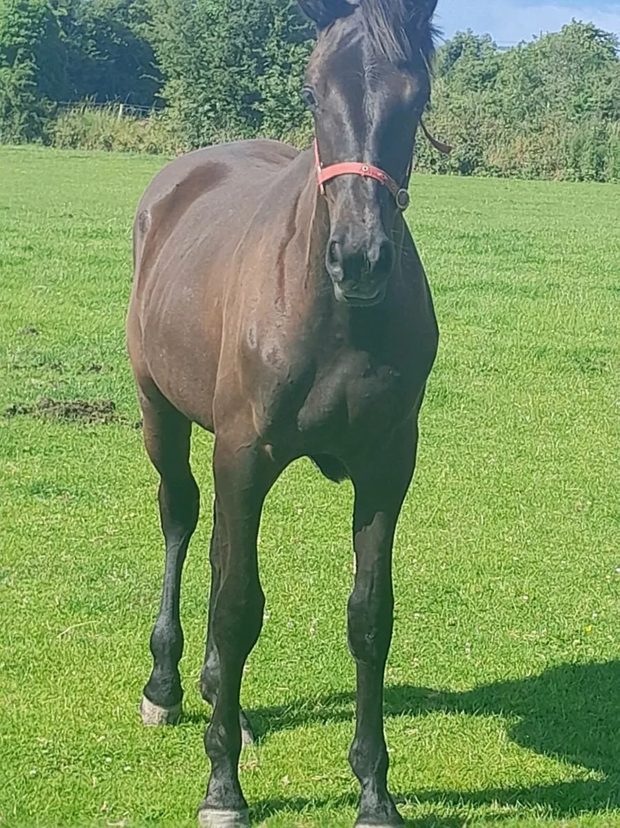 1 year old gelding - Image 2