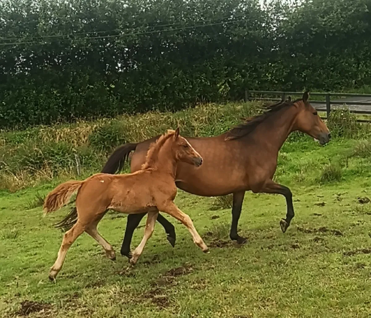 Mare and Foal - Image 3