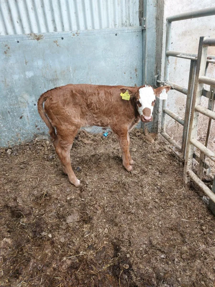 Calf - Image 1
