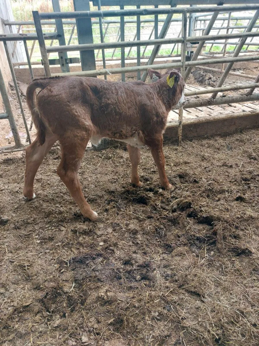 Calf - Image 2