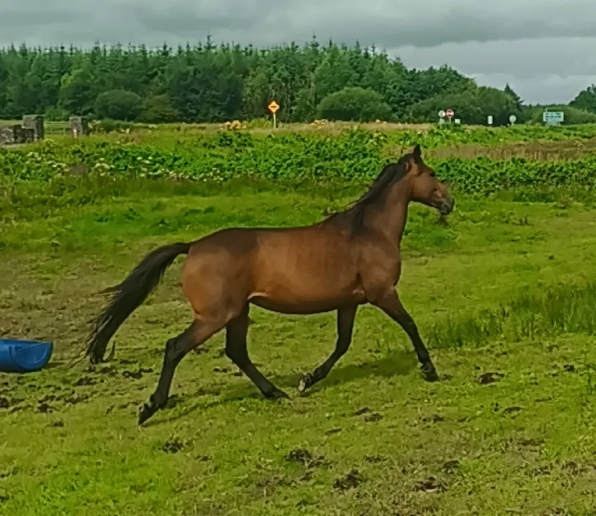 Mare and Foal - Image 4