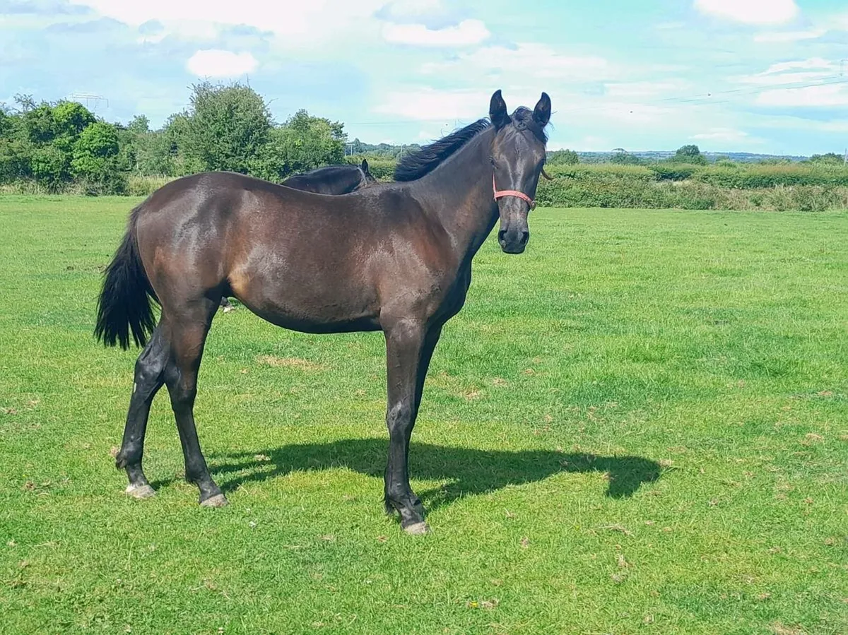 1 year old gelding - Image 1