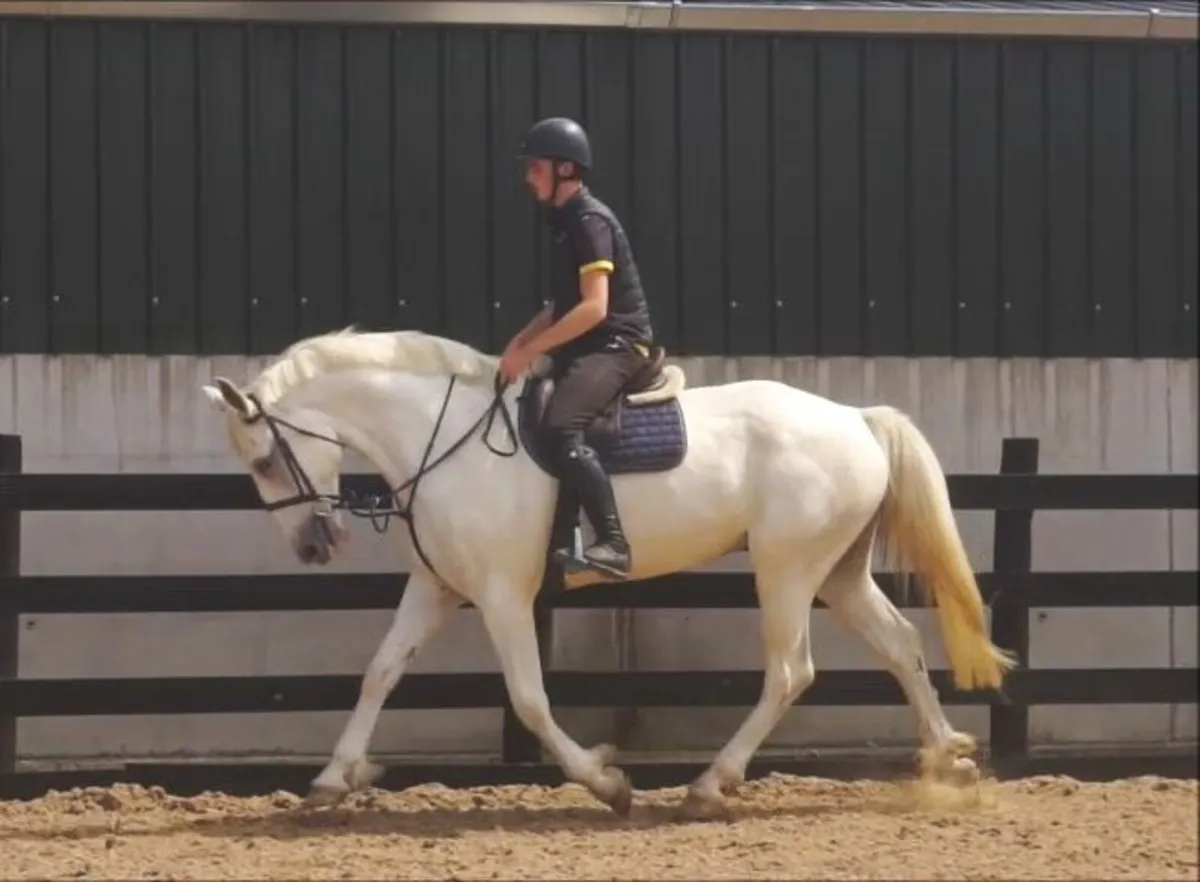 🌟 Top-potential Irish Draught 🌟 - Image 1