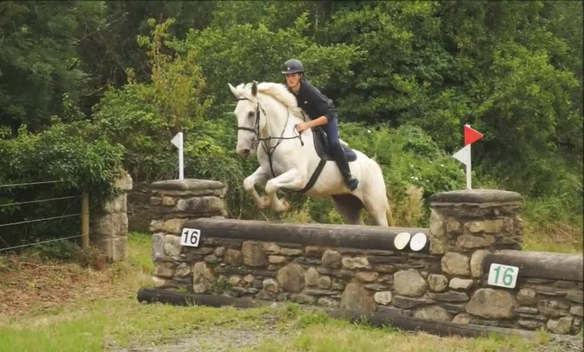 🌟 Top-potential Irish Draught 🌟 - Image 4