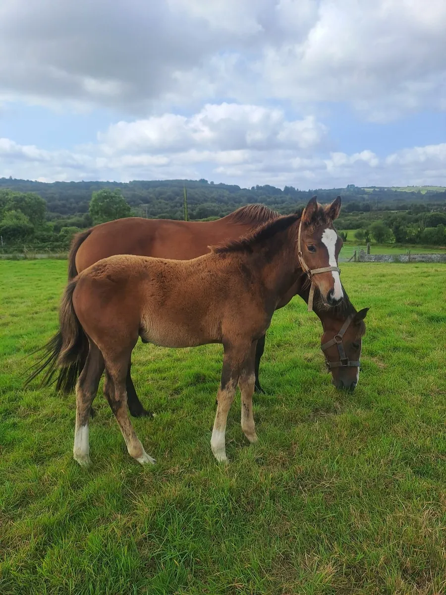 Filly foal by Ard Rock Star - Image 1