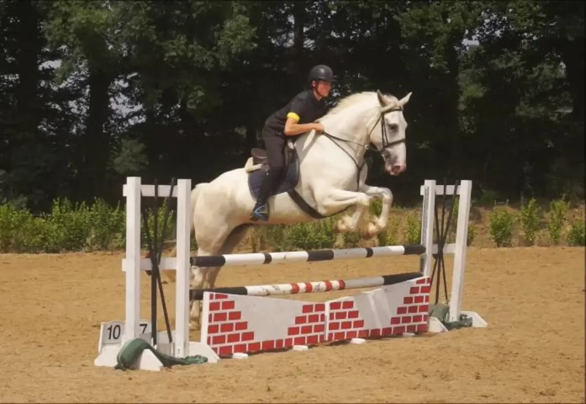 🌟 Top-potential 17h Irish Draught 🌟 - Image 4