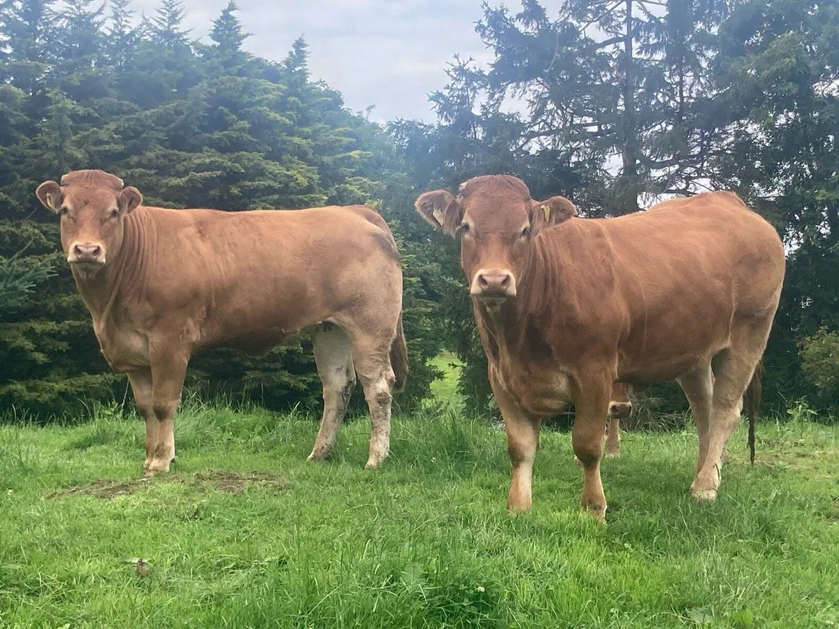 PBR Limousin Heifers - Image 1