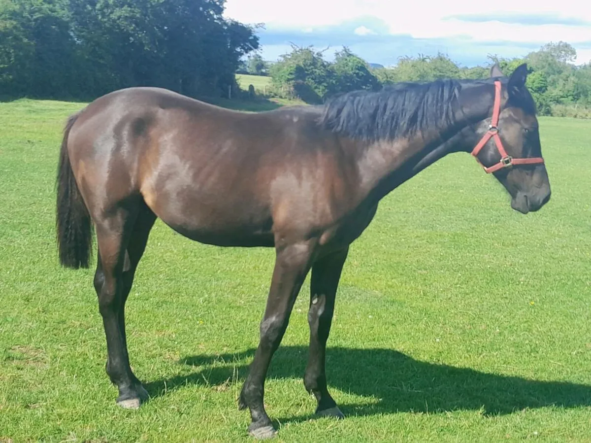 1 year old gelding - Image 3