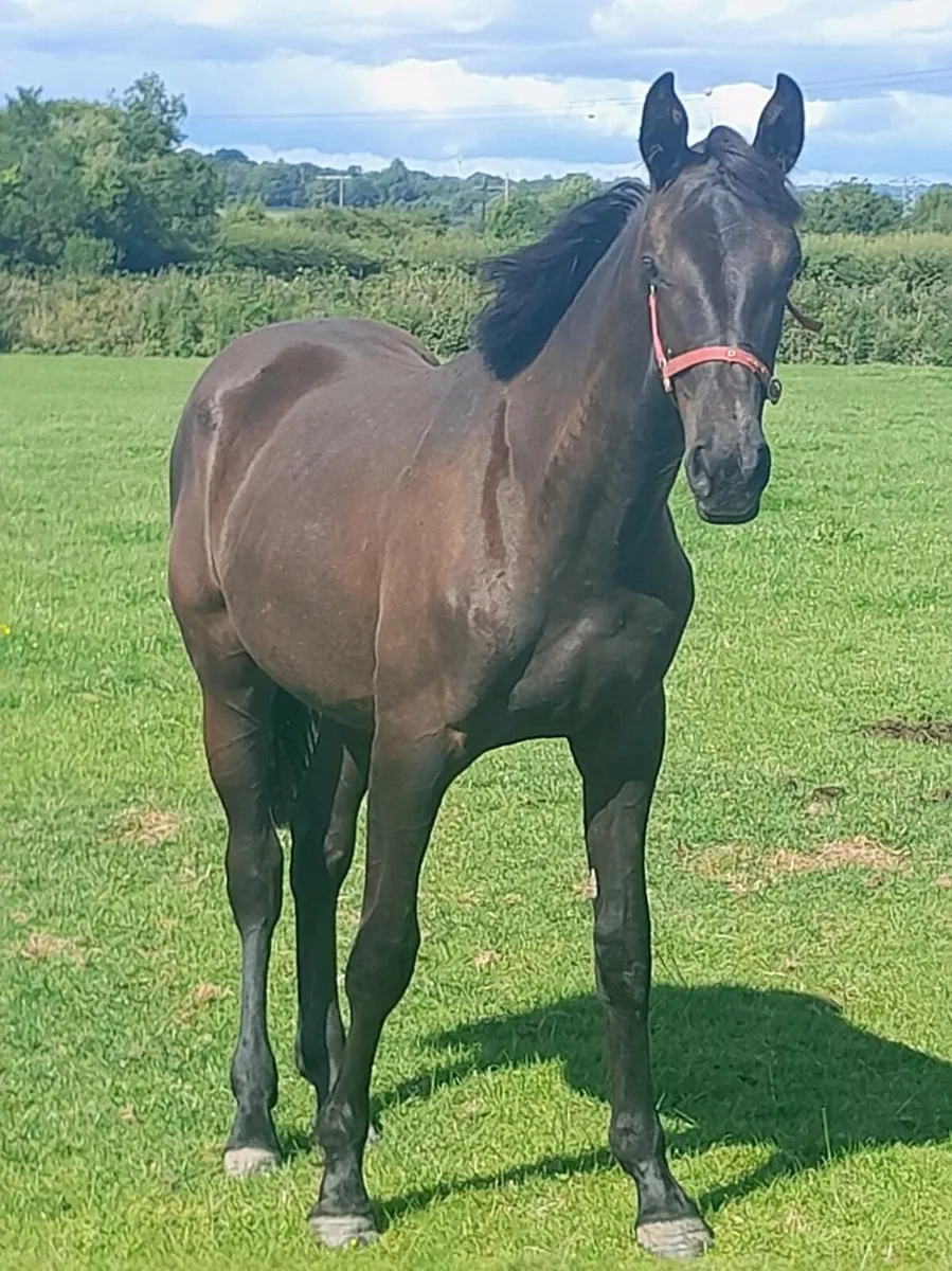 1 year old gelding - Image 4