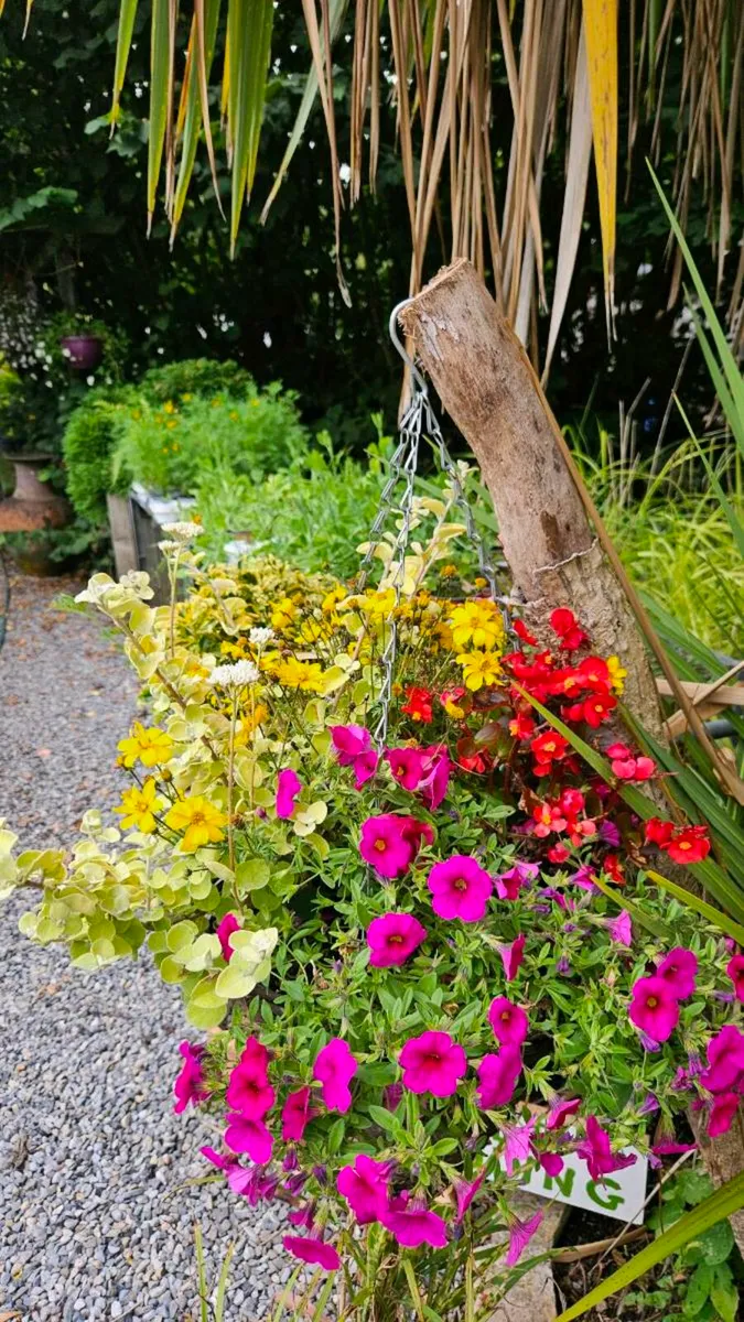 Hanging Baskets 14inch - Image 2
