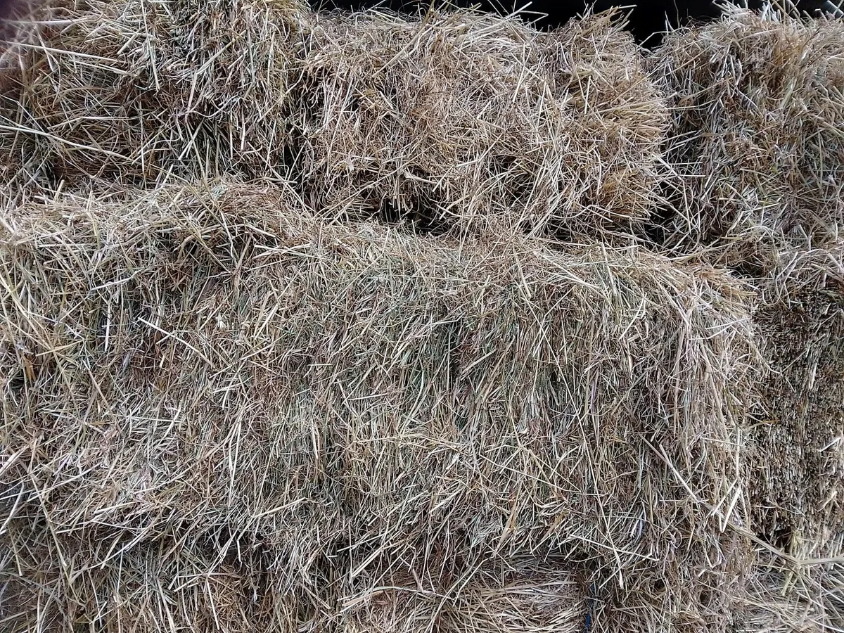 Hay - Image 2