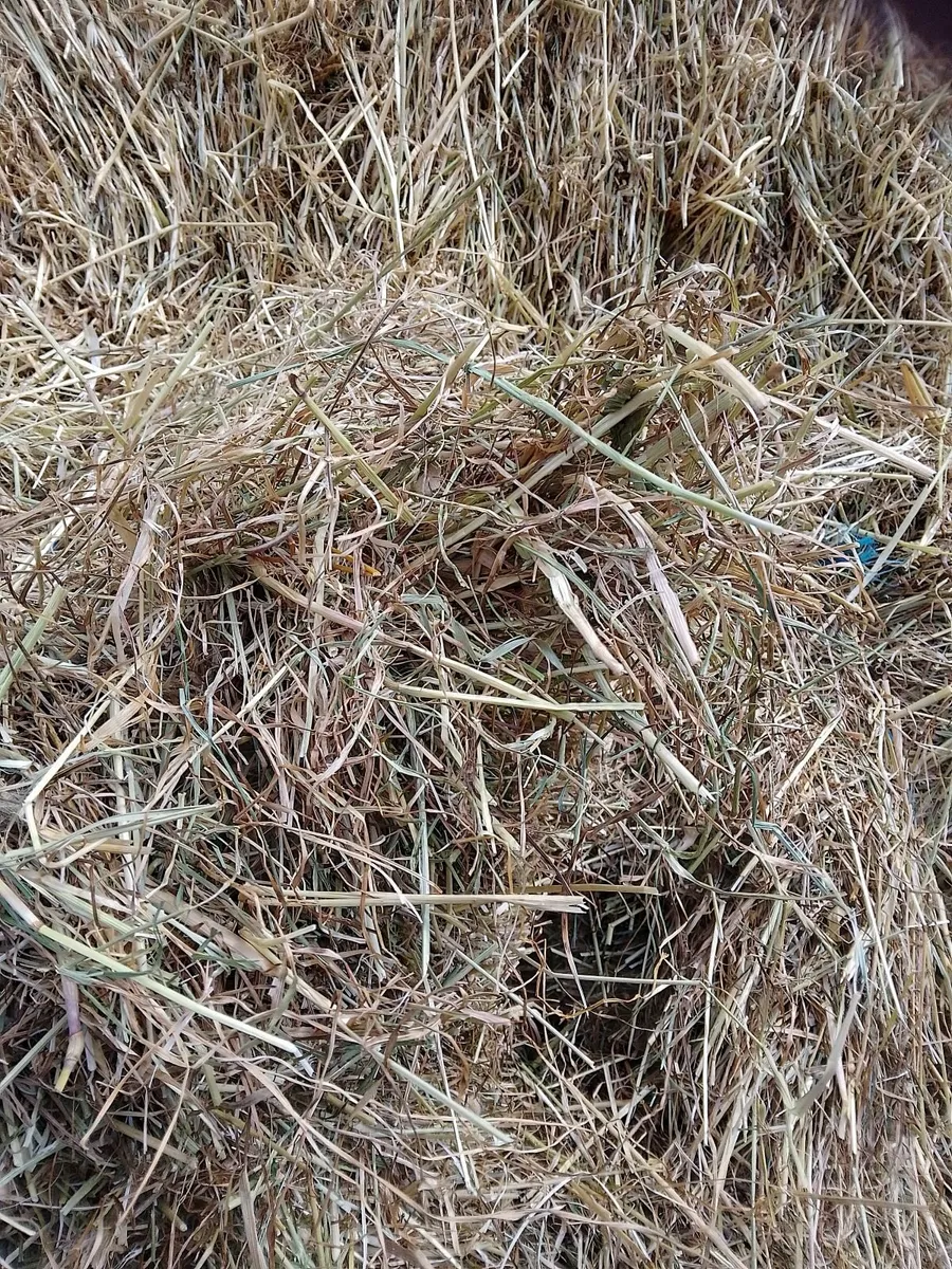 Hay - Image 3