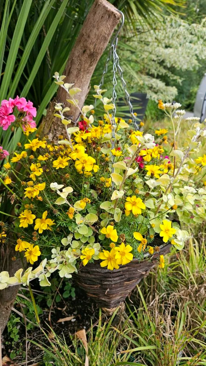 Hanging Baskets 14inch - Image 3