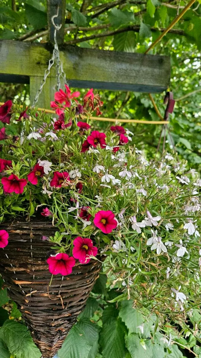 Hanging Baskets 14inch - Image 4