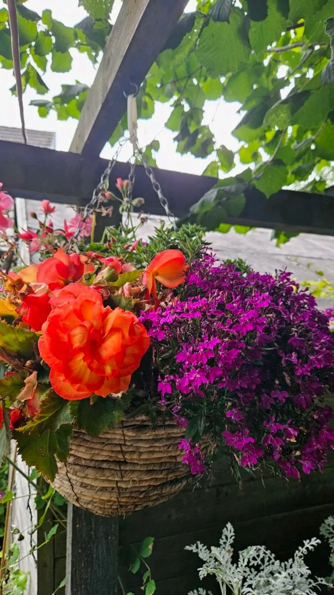 Hanging Baskets 14inch - Image 1