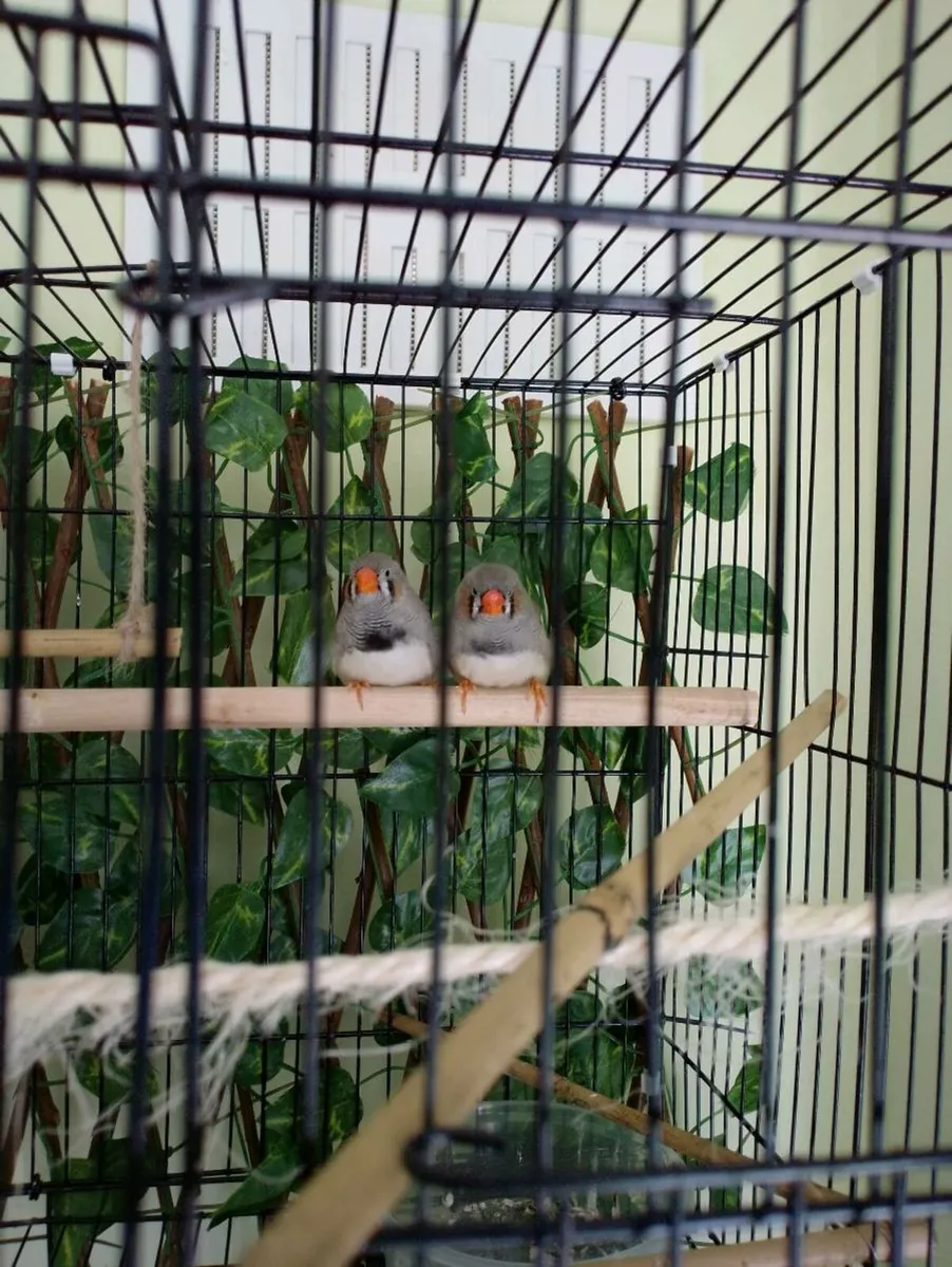 Finches