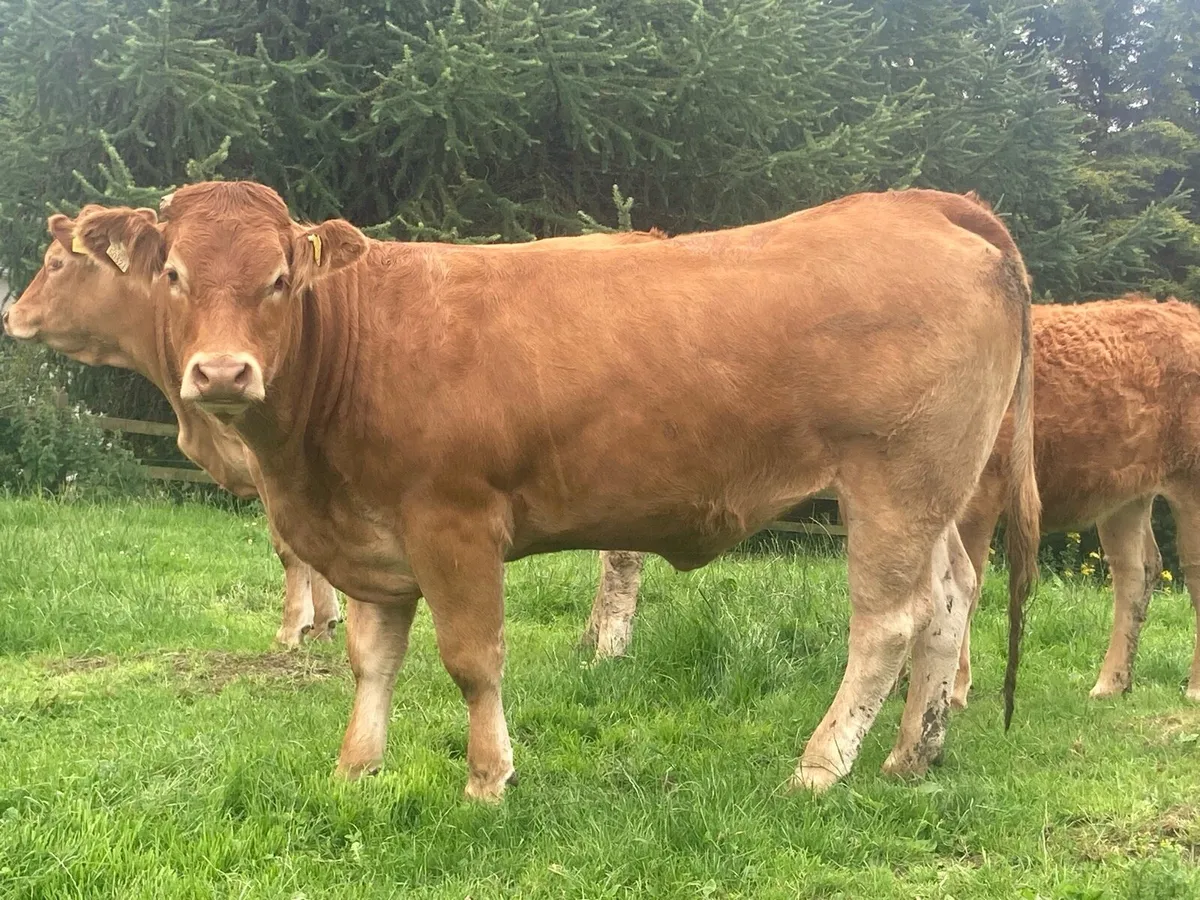 PBR Limousin Heifers - Image 2