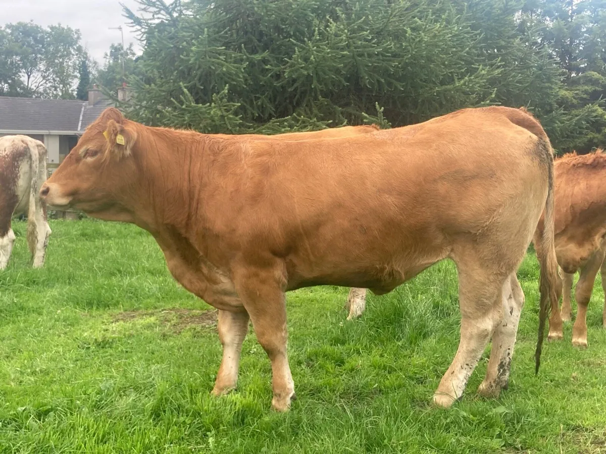 PBR Limousin Heifers - Image 3