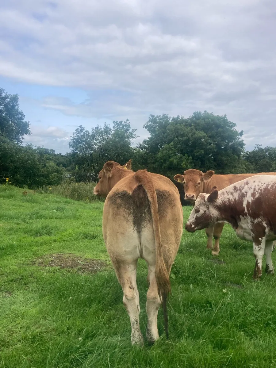 PBR Limousin Heifers - Image 4