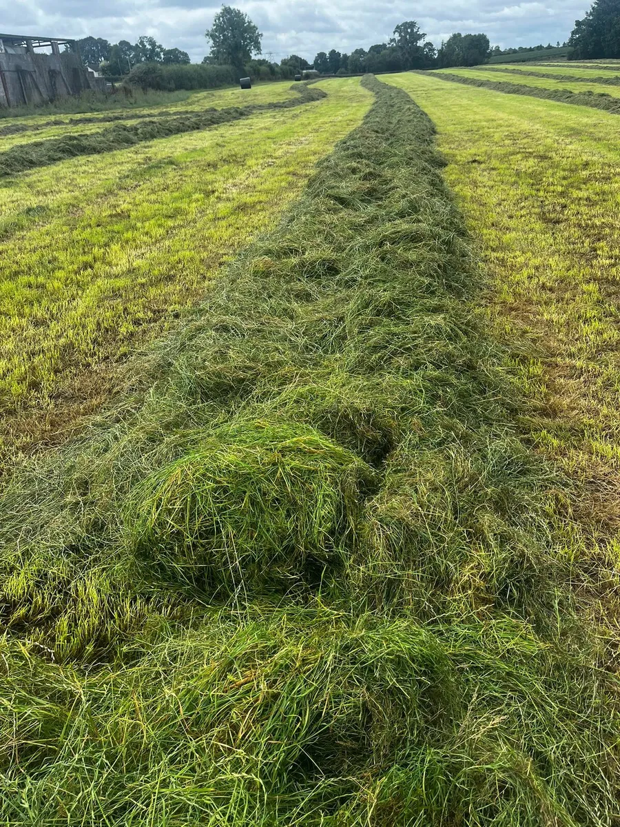 Silage - Image 1