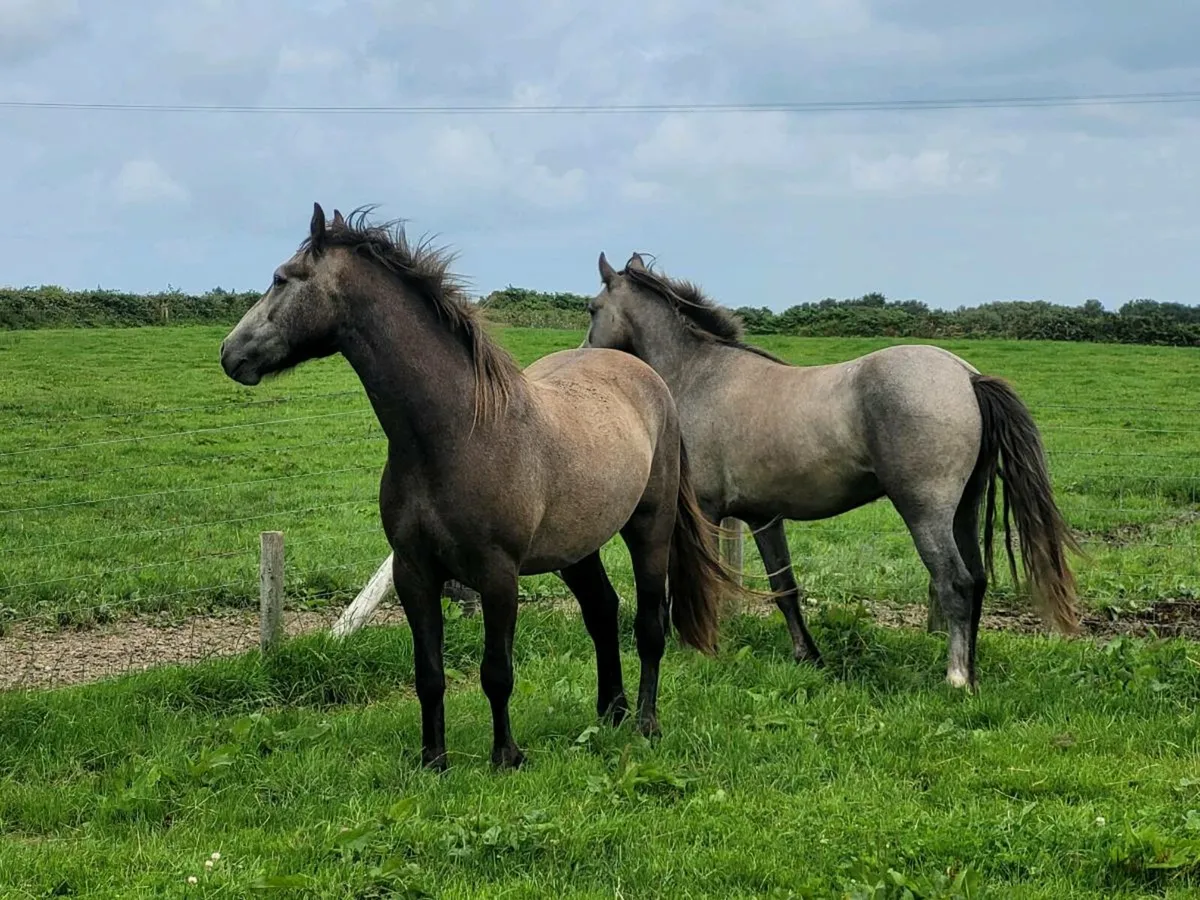 Geldings - Image 1