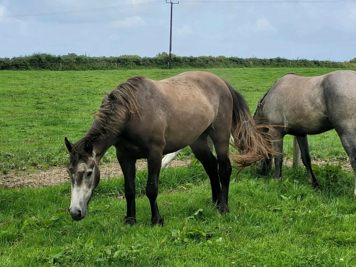 Geldings - Image 2