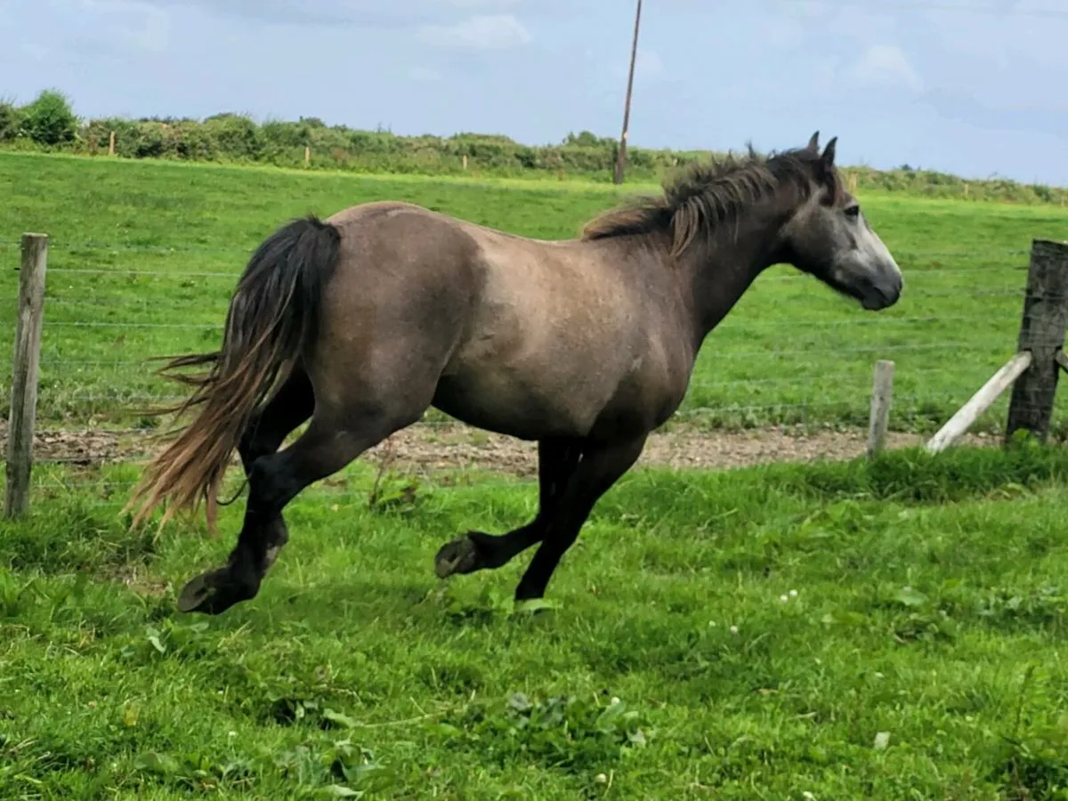 Geldings - Image 3