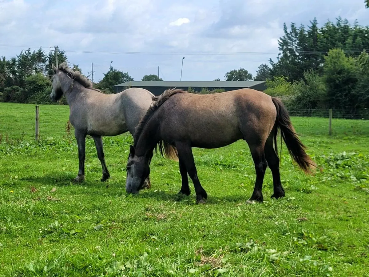 Geldings - Image 4
