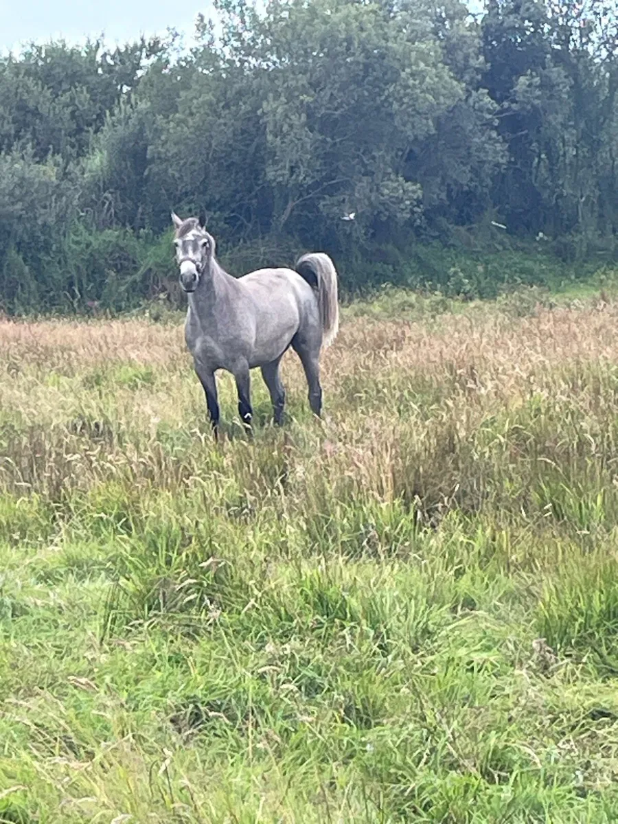 Stunning Connemara Geldings 3yr old - Image 2