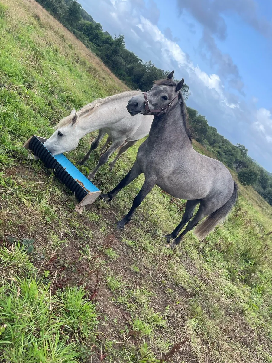 Stunning Connemara Geldings 3yr old - Image 1