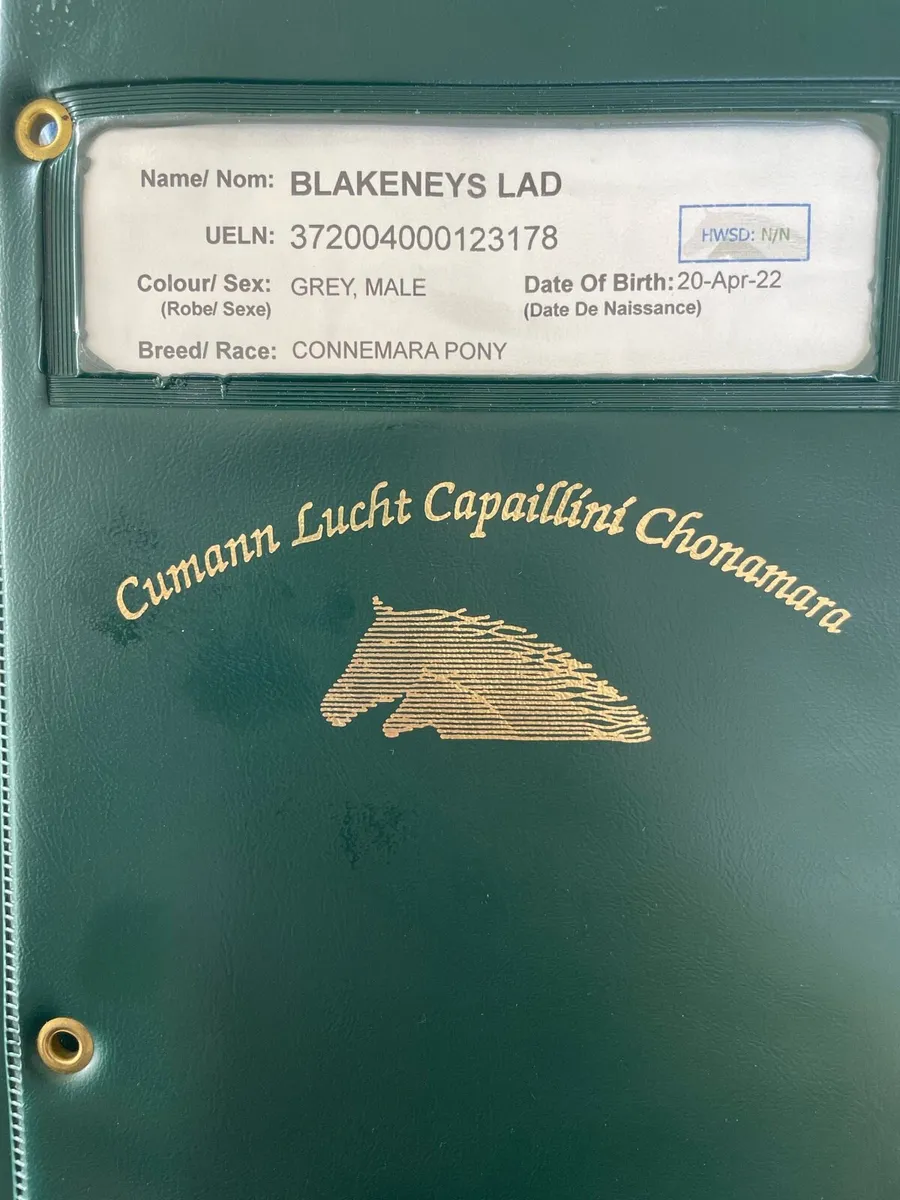 Stunning Connemara Geldings 3yr old - Image 3