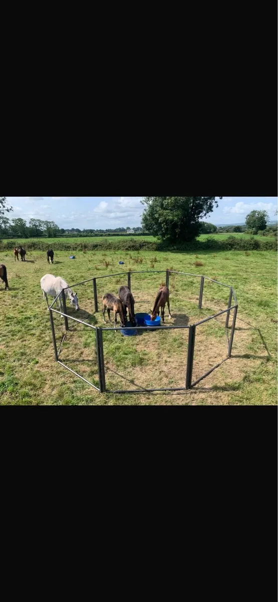 Foal creep feeders - Image 4