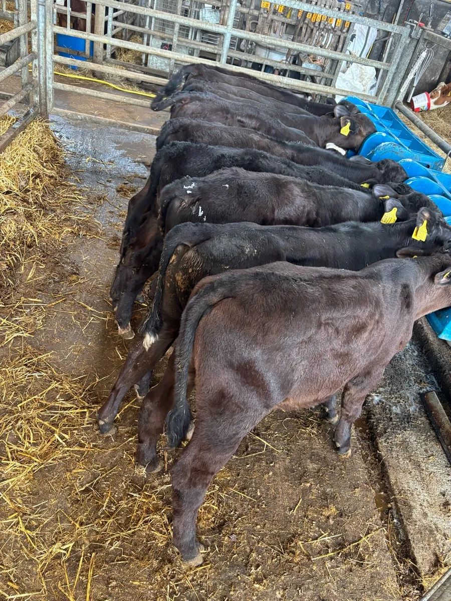 AA bull’s. - Image 2