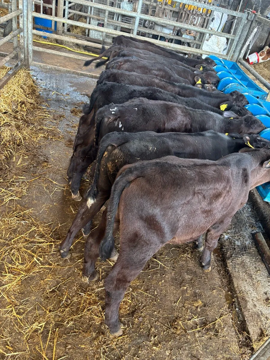 AA bull’s. - Image 3