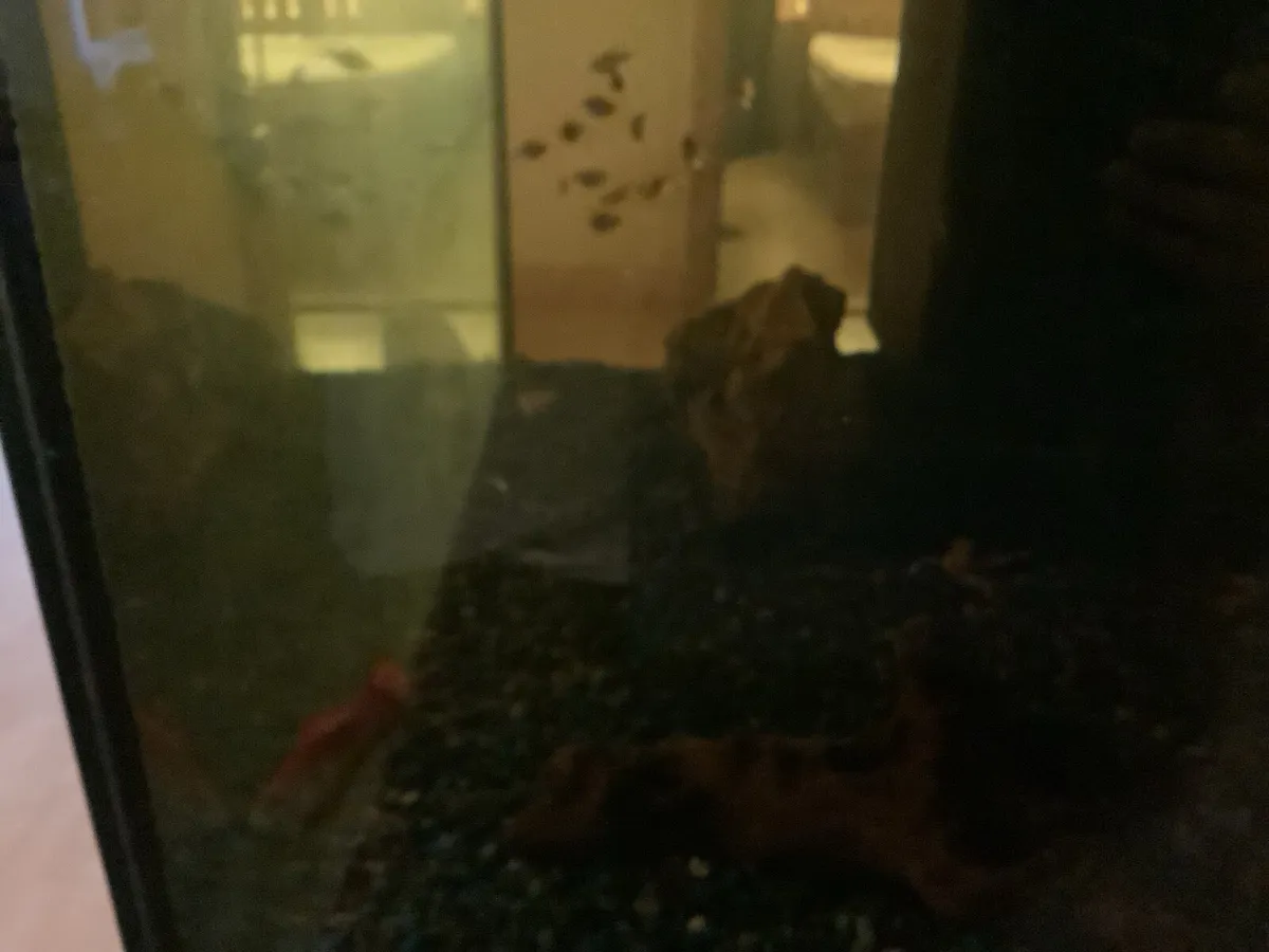Fish tank - Image 3