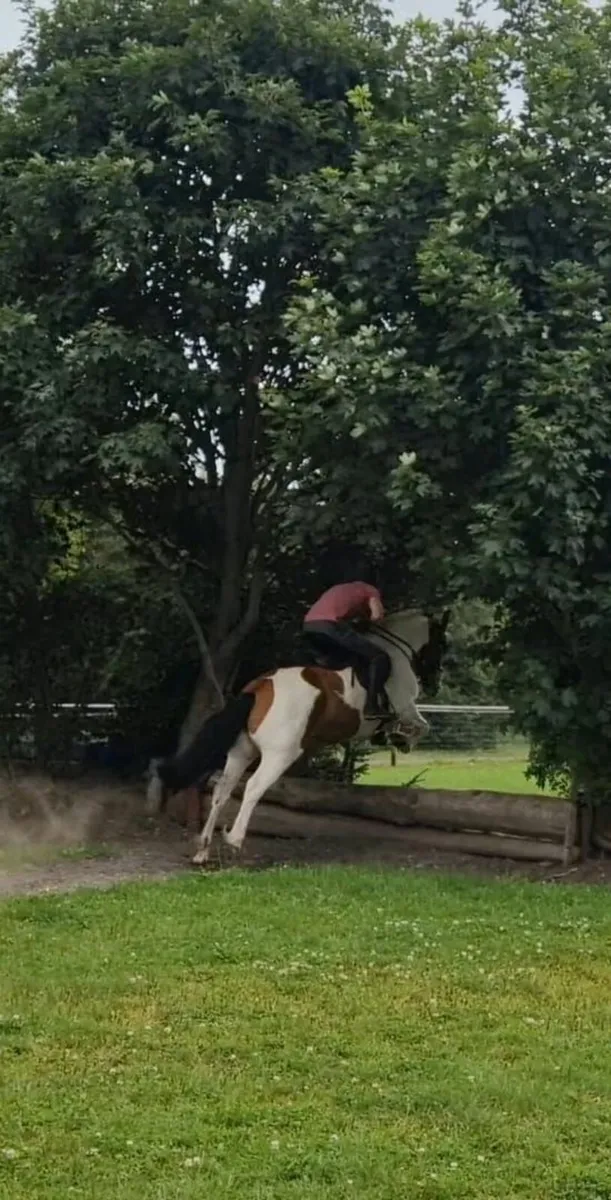 4 year old Cob Gelding - Image 2