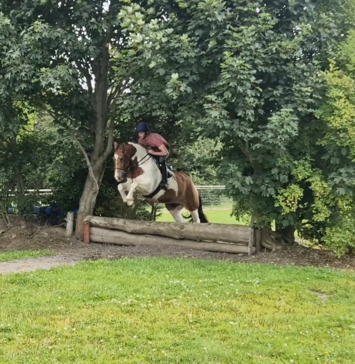 4 year old Cob Gelding - Image 3