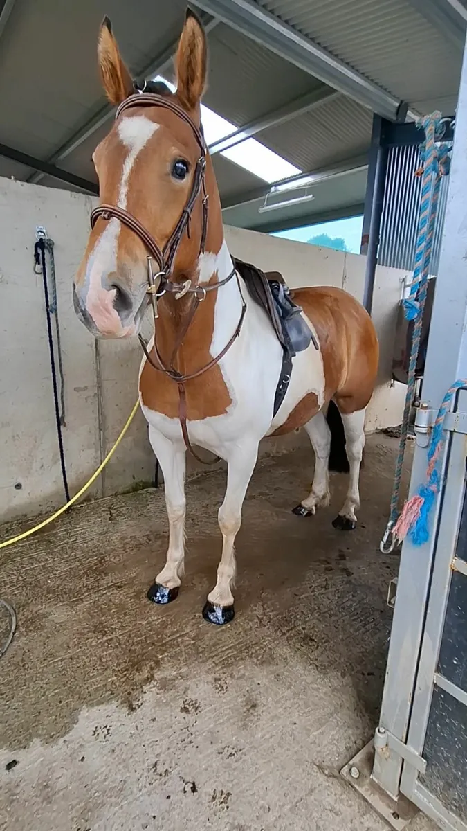 4 year old Cob Gelding - Image 1