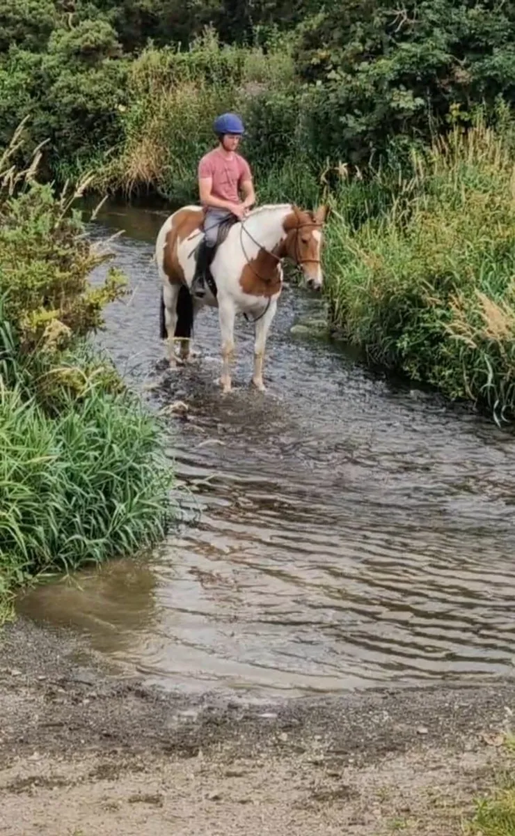 4 year old Cob Gelding - Image 4